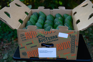Bulk- 60 count Small Avocados