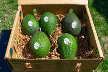 Load image into Gallery viewer, Jumbo 5 Count Avocados