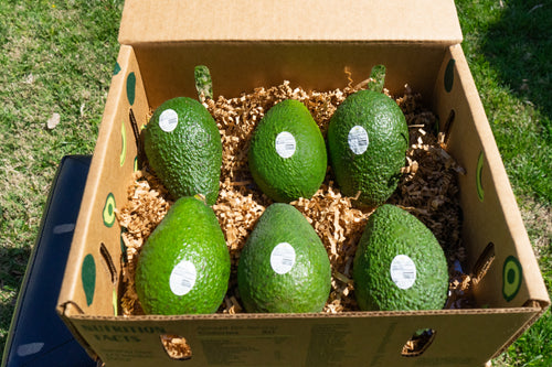 Large 6 Count Avocados