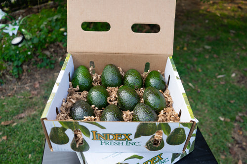 Extra Small 10 Count Avocados