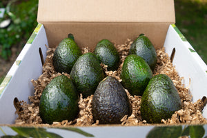 Small 8 Count Avocados