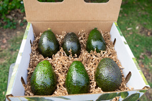 6 Count Avocados Medium