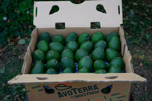 Bulk- 60 count Small Avocados