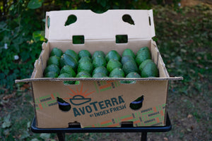 Bulk- 70 count Extra Small Avocados