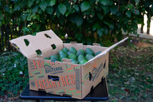 Bulk- 70 count Extra Small Avocados