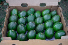 Load image into Gallery viewer, Bulk- 48 count Medium Avocados